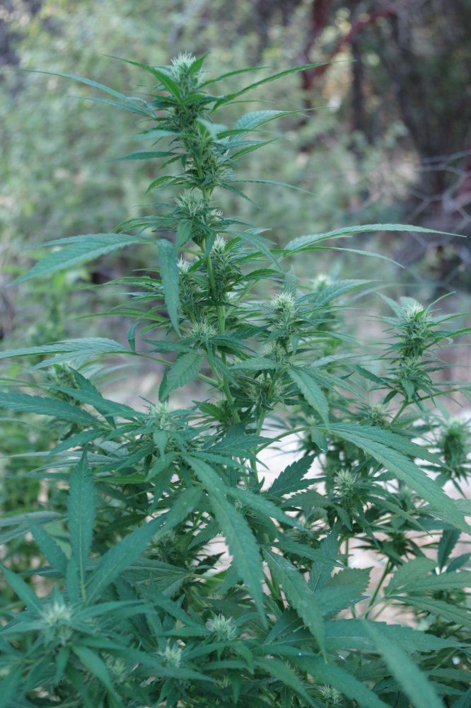 Junks growing log 12