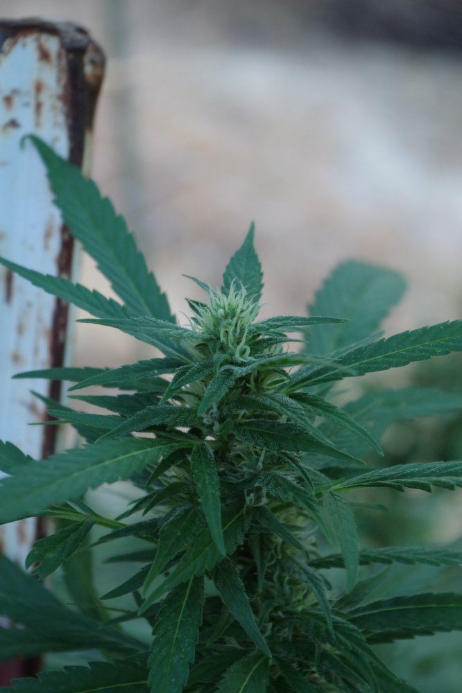 Junks growing log 13