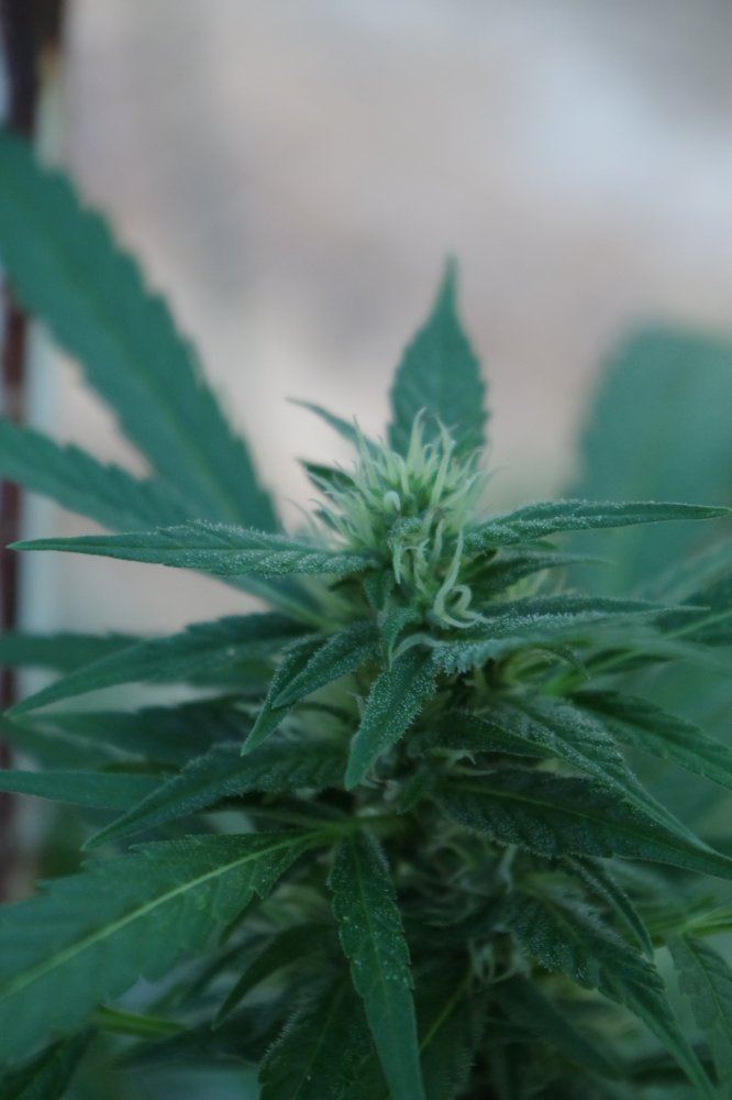 Junks growing log 14