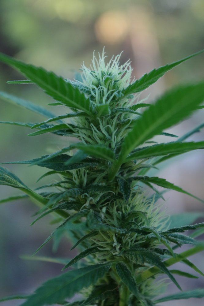 Junks growing log 15