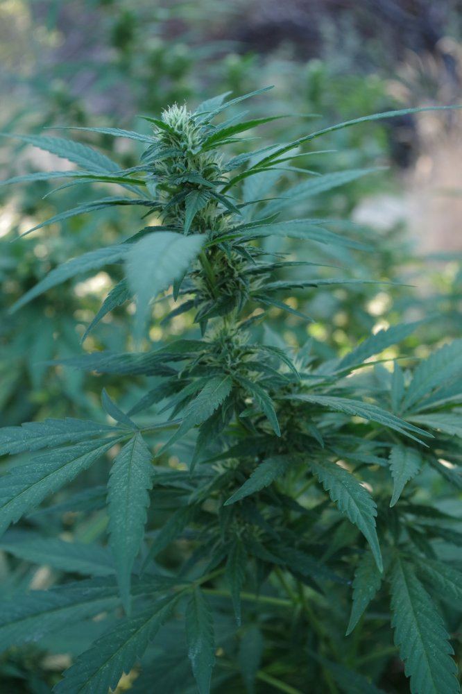 Junks growing log 16