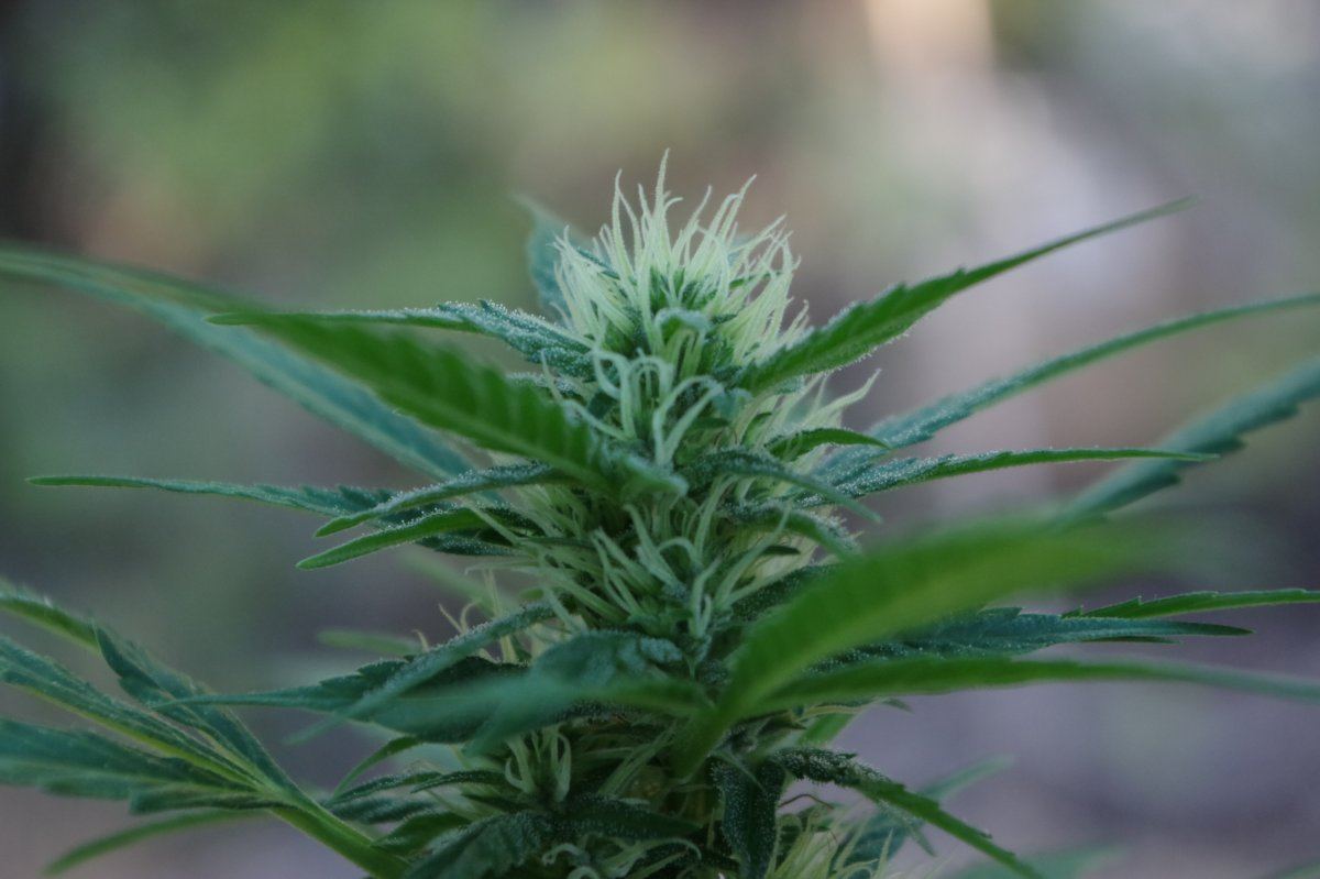 Junks growing log 17