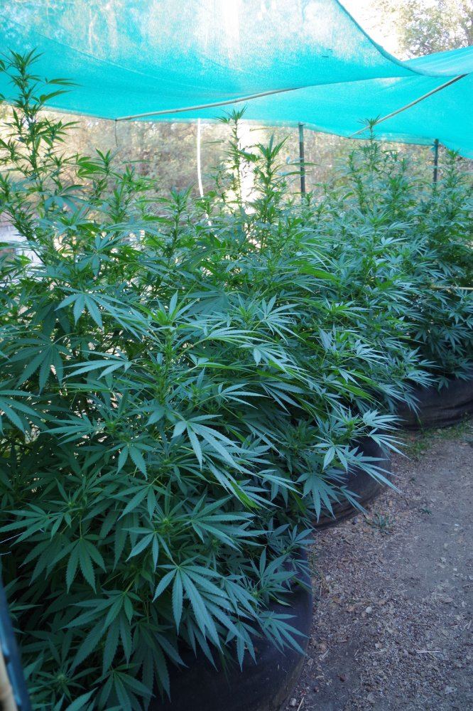 Junks growing log 2