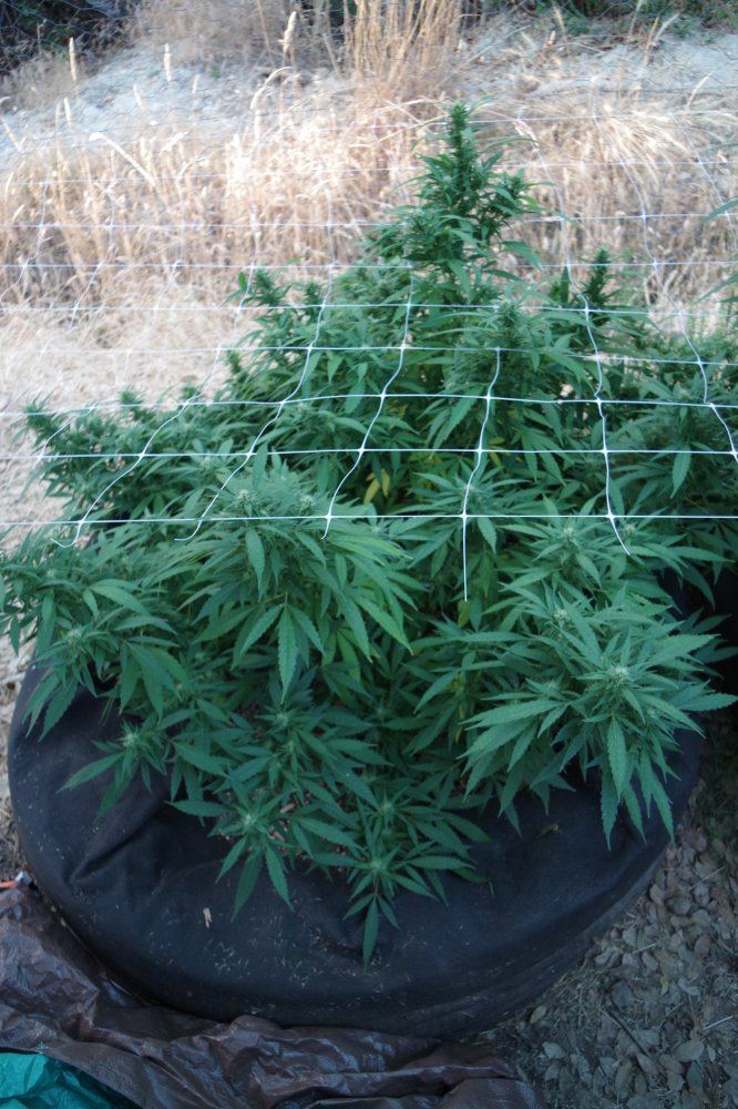 Junks growing log 3