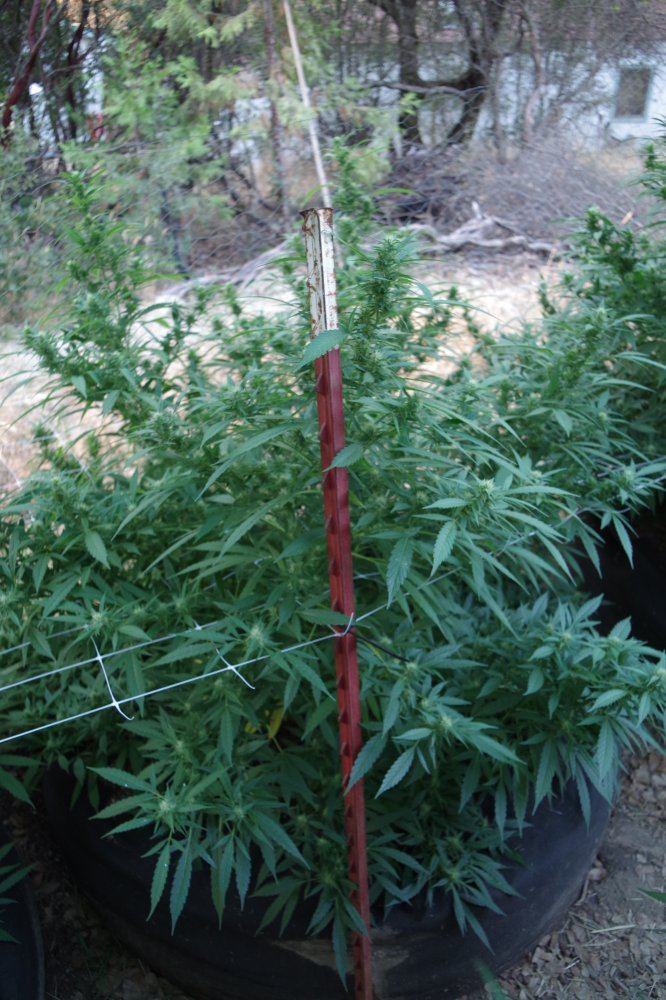 Junks growing log 4