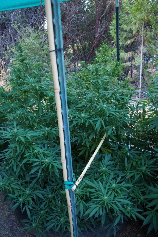 Junks growing log 5