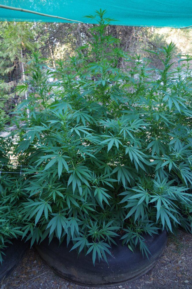Junks growing log 6