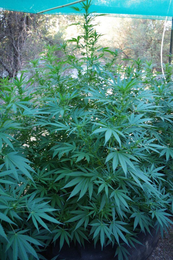 Junks growing log 7