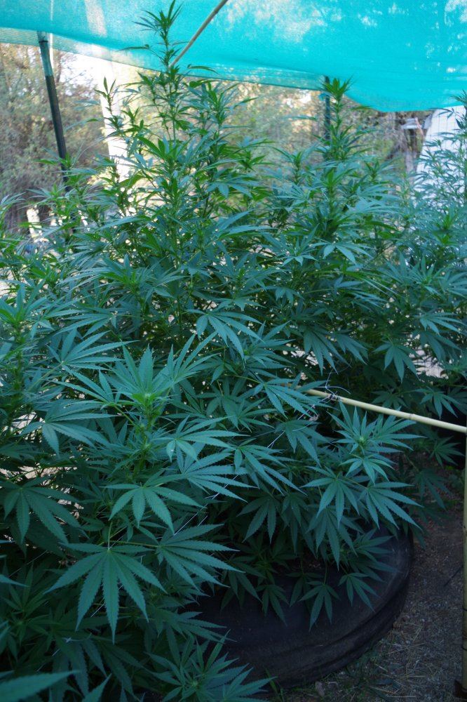 Junks growing log 8