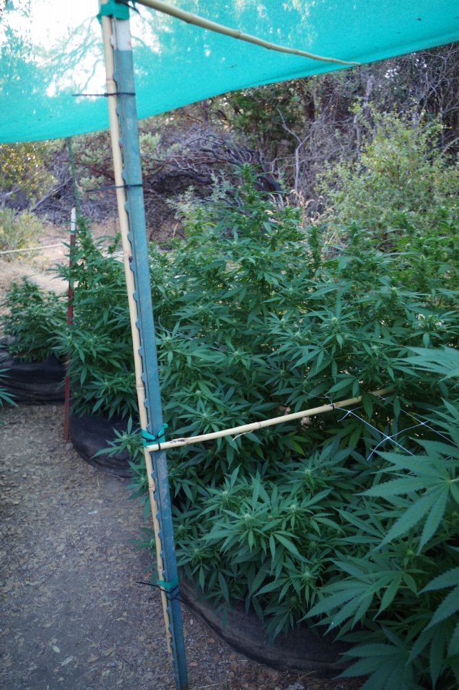 Junks growing log