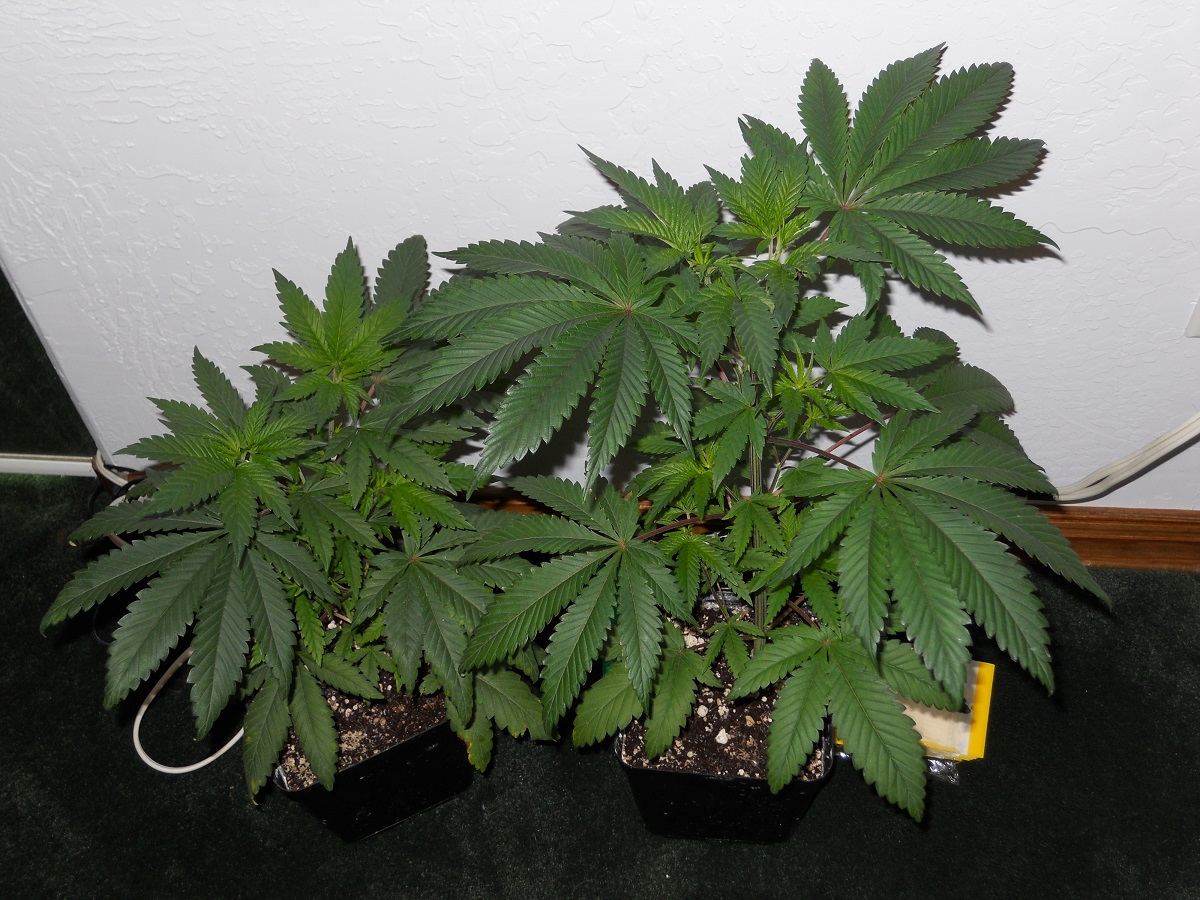 Jupiter Space kush 12 17