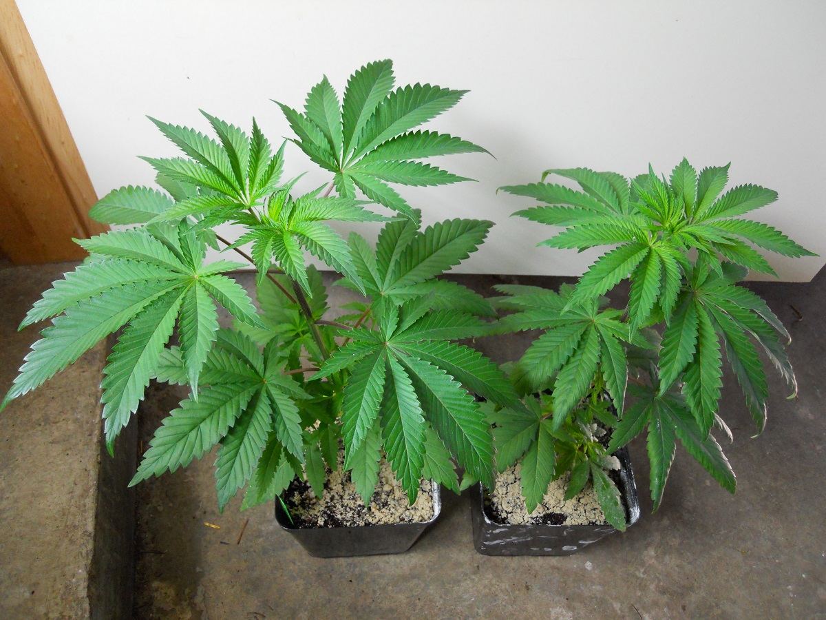 Jupiter space kush 12 4