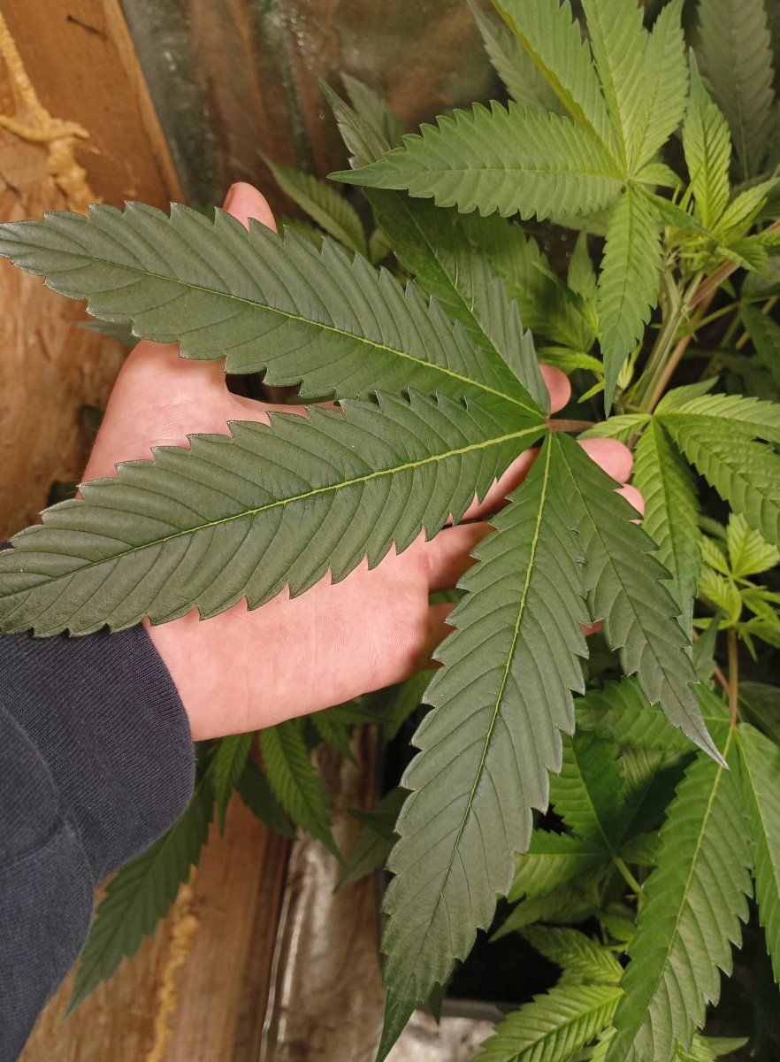 Jurrasicleaf