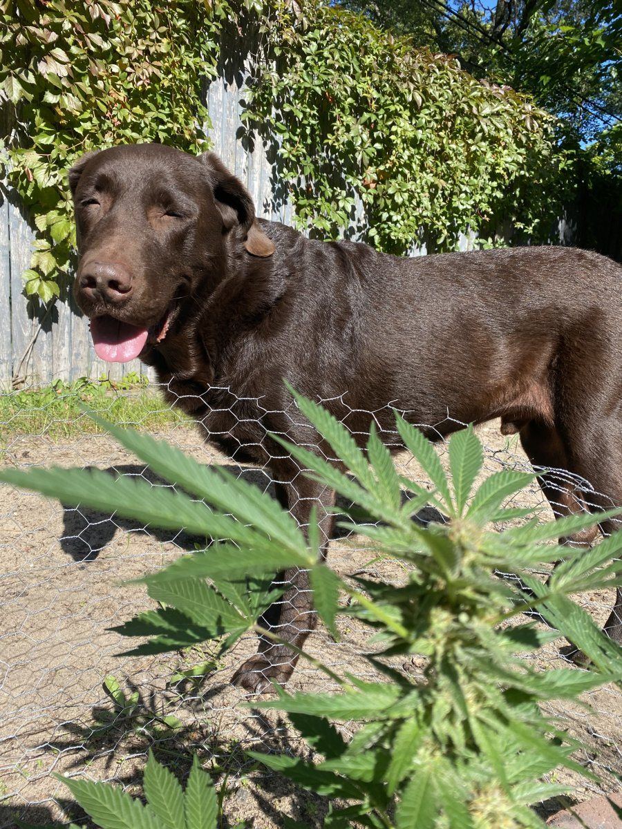 Just a chocolate labrador and his plant d 2