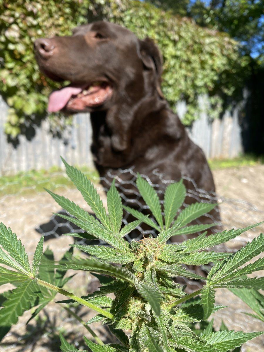 Just a chocolate labrador and his plant d 3
