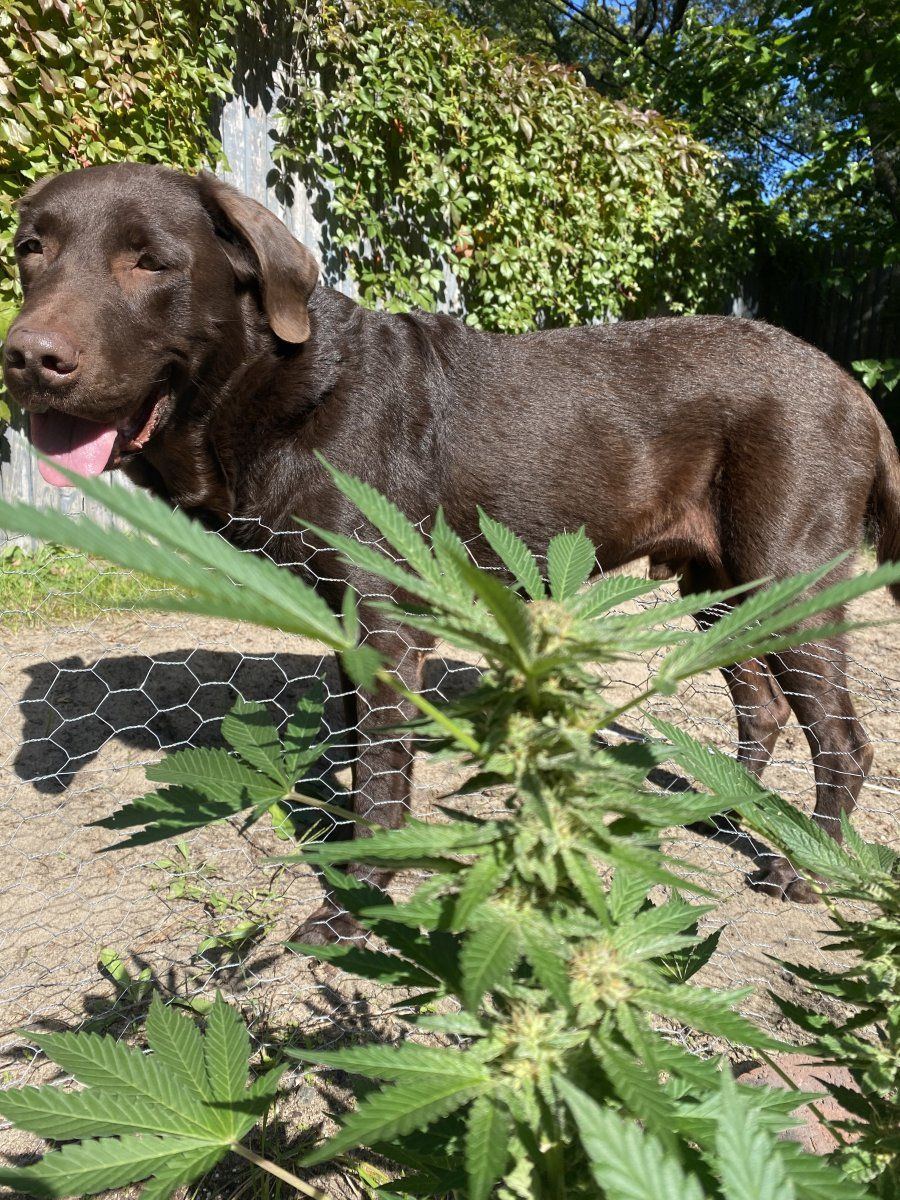 Just a chocolate labrador and his plant d