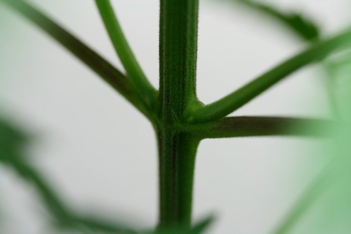 Just a few macro pics 5