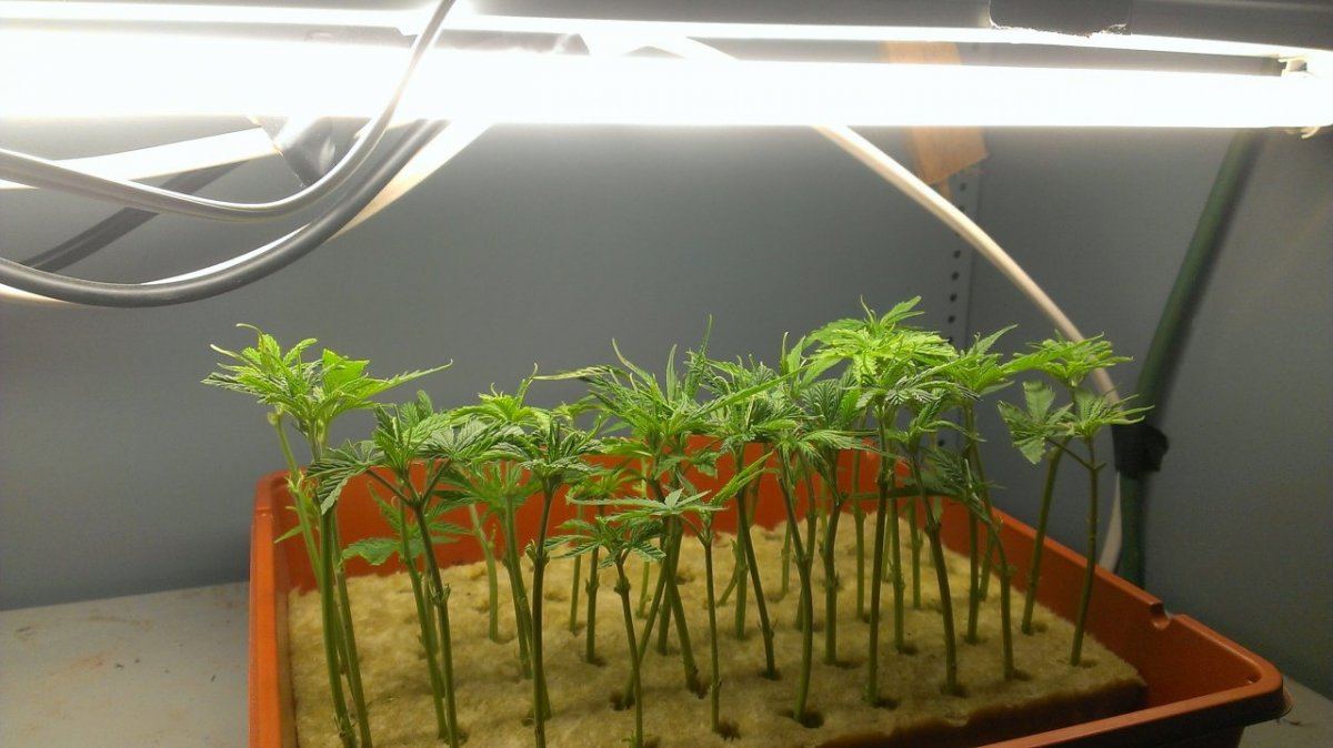 Just a small time grow   many strains 2