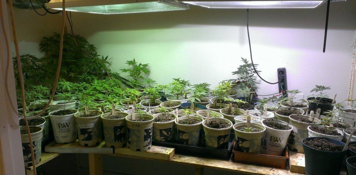 Just a small time grow   many strains 6