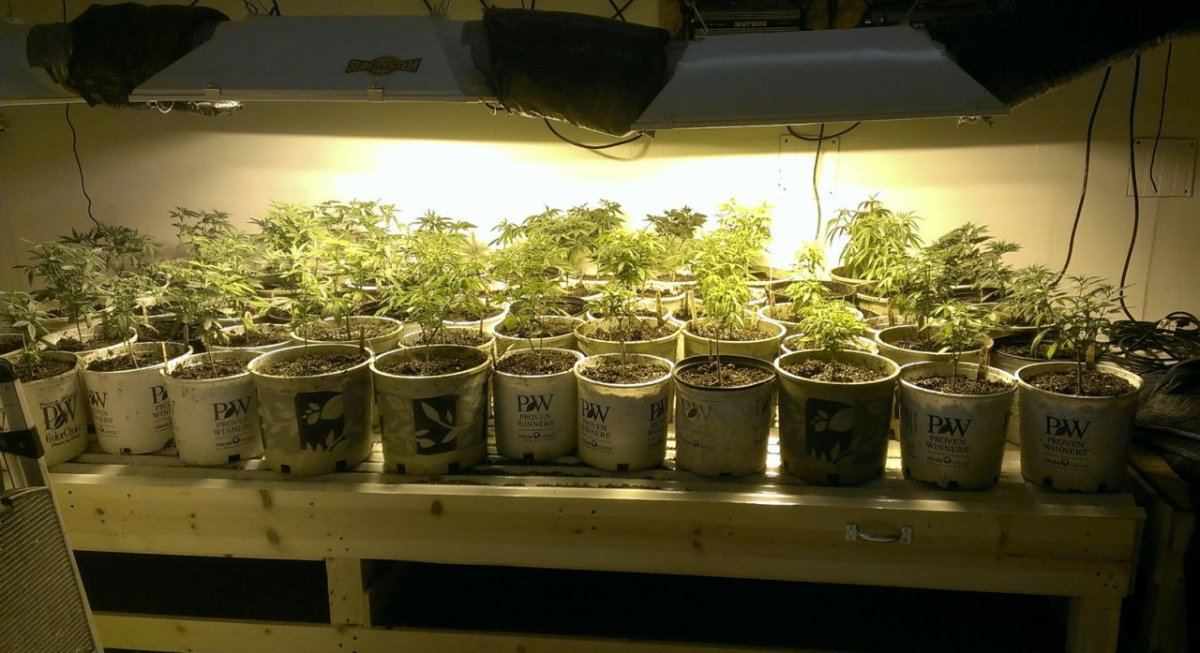 Just a small time grow   many strains 7