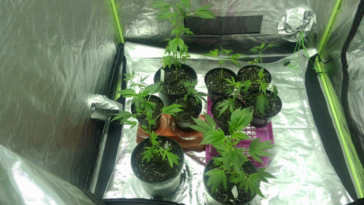 Just another new grower figuring it out