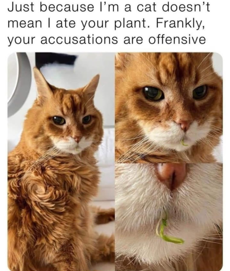 Just because cat doesnt mean ate plant frankly accusations are offensive