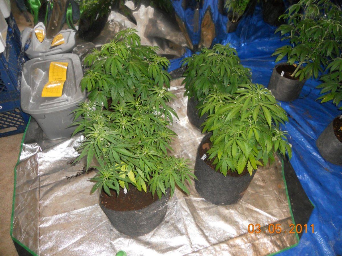 Just before flower cycle 002
