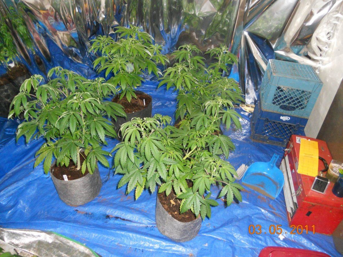 Just before flower cycle 003