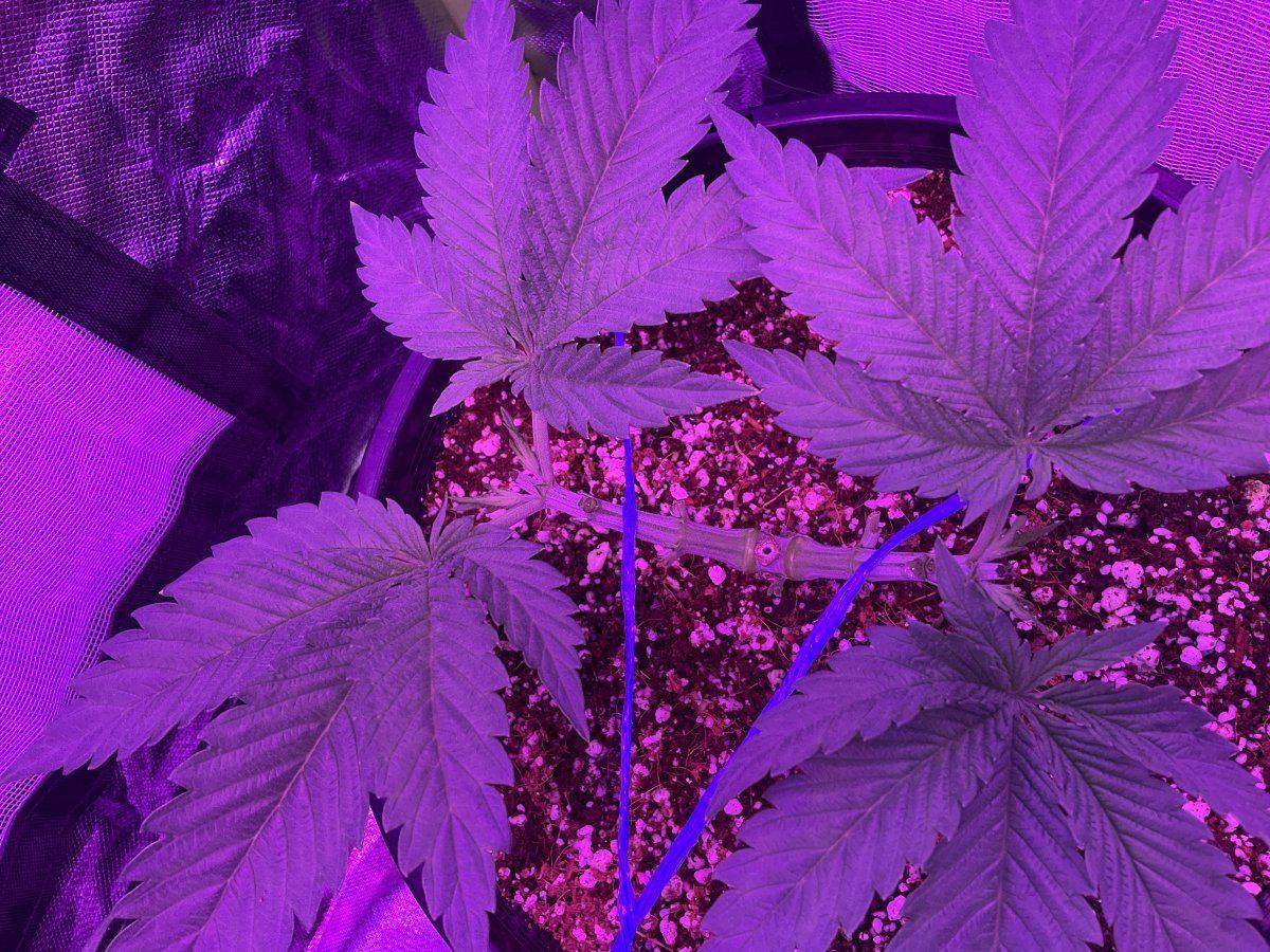 Just completed second topping mainline 3