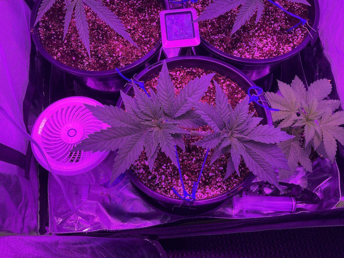 Just completed second topping mainline 4