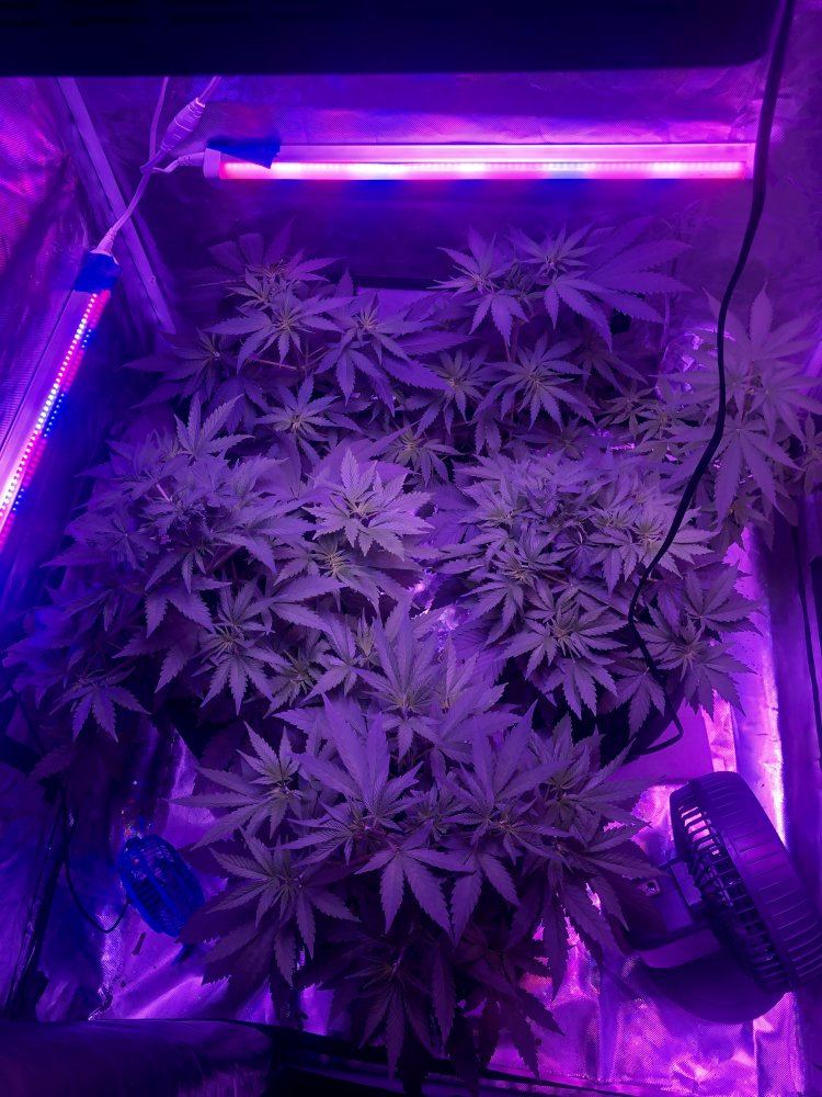 Just finished 5th week of veg  time to flip 2