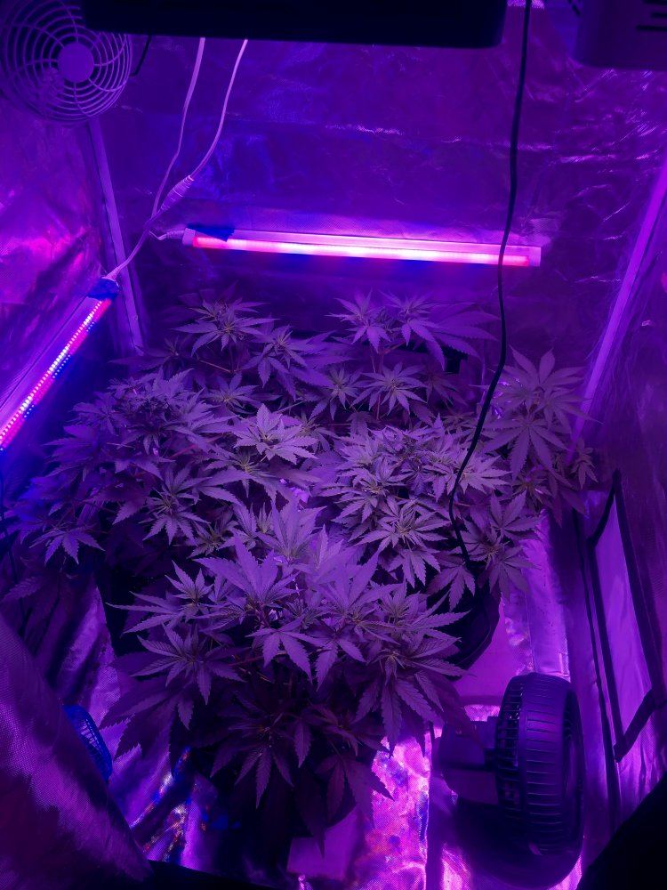 Just finished 5th week of veg  time to flip