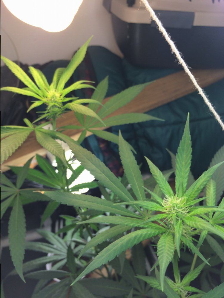 Just gonna leave this here 120w first grow 3