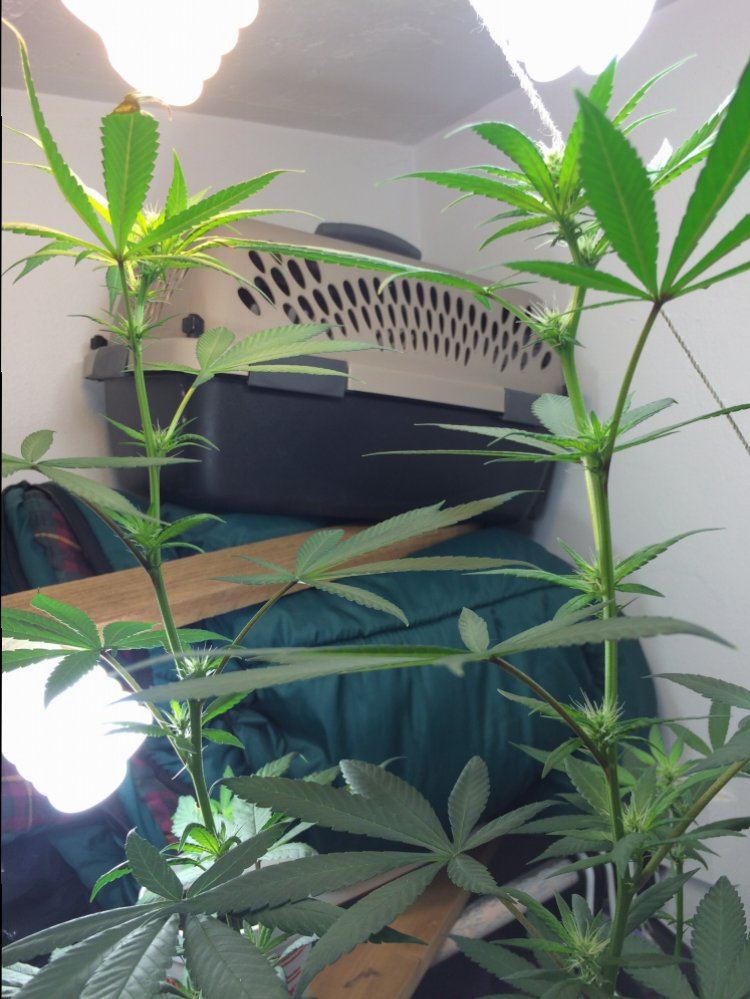 Just gonna leave this here 120w first grow 4