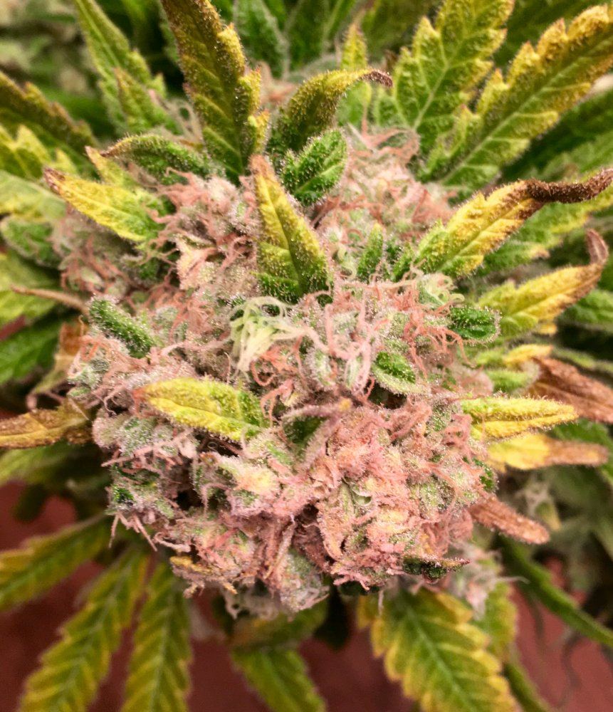 Just harvested is this bud rot 3