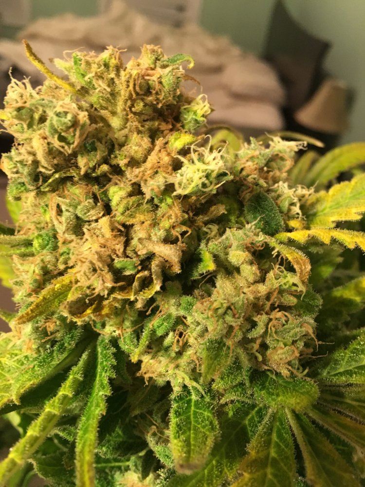 Just harvested is this bud rot 5
