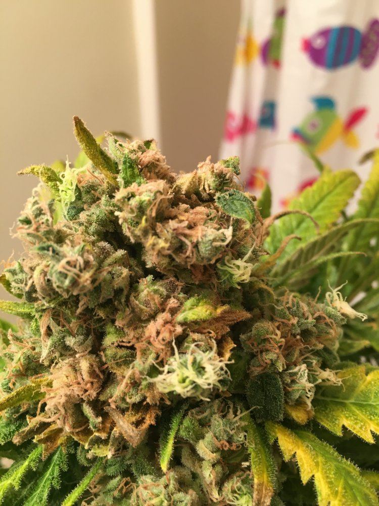 Just harvested is this bud rot 6