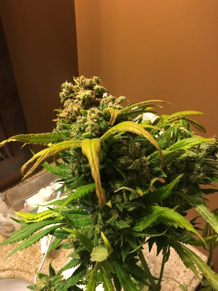 Just harvested is this bud rot 8