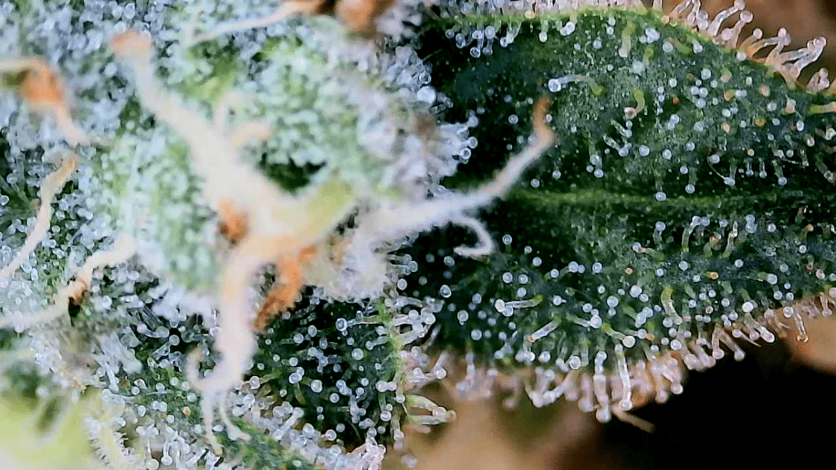Just practicing with wifi microscope 10