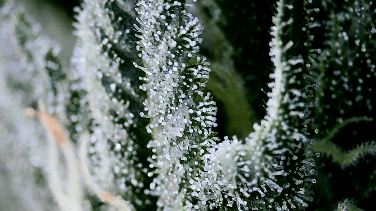 Just practicing with wifi microscope 14