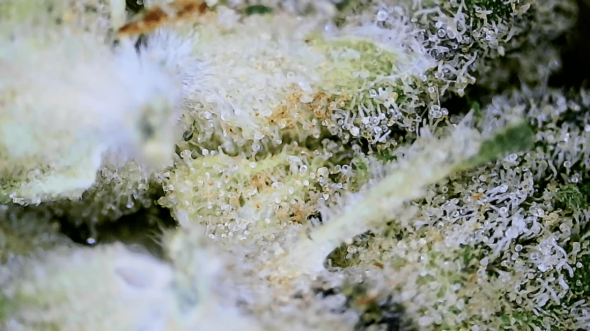 Just practicing with wifi microscope 16