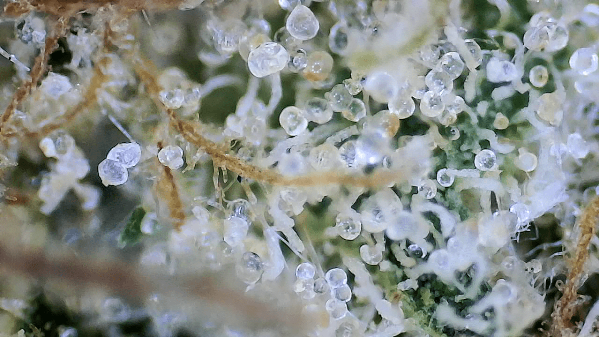 Just practicing with wifi microscope 2