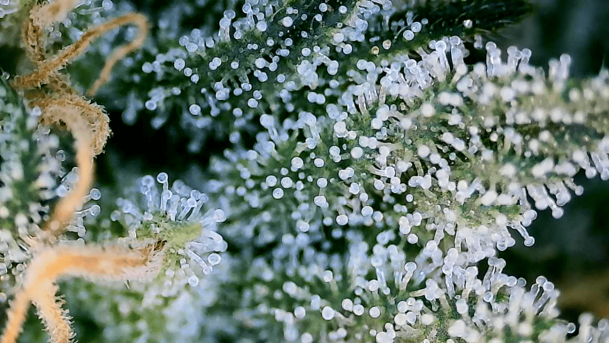 Just practicing with wifi microscope 4