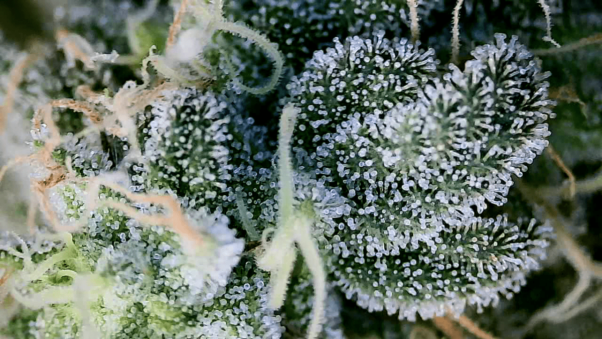Just practicing with wifi microscope 5