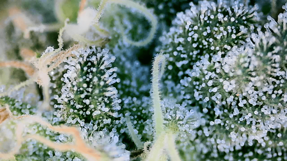 Just practicing with wifi microscope 6