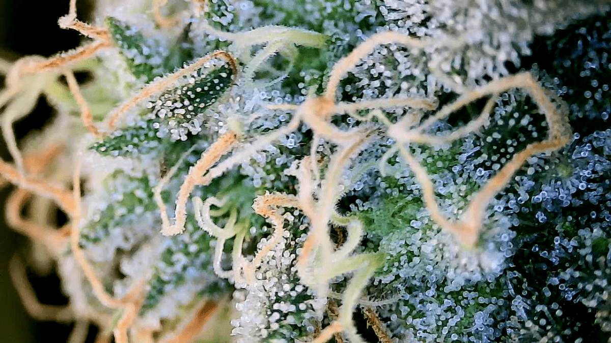 Just practicing with wifi microscope 7