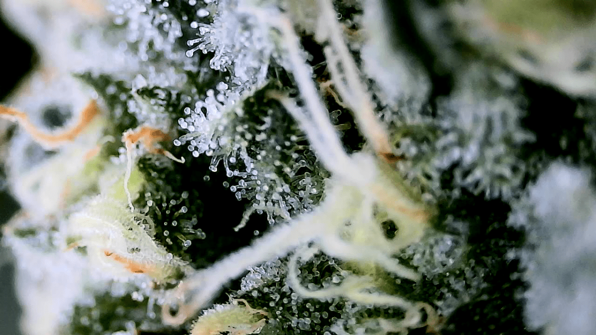 Just practicing with wifi microscope 9