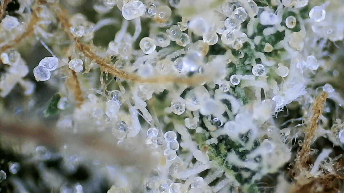 Just practicing with wifi microscope