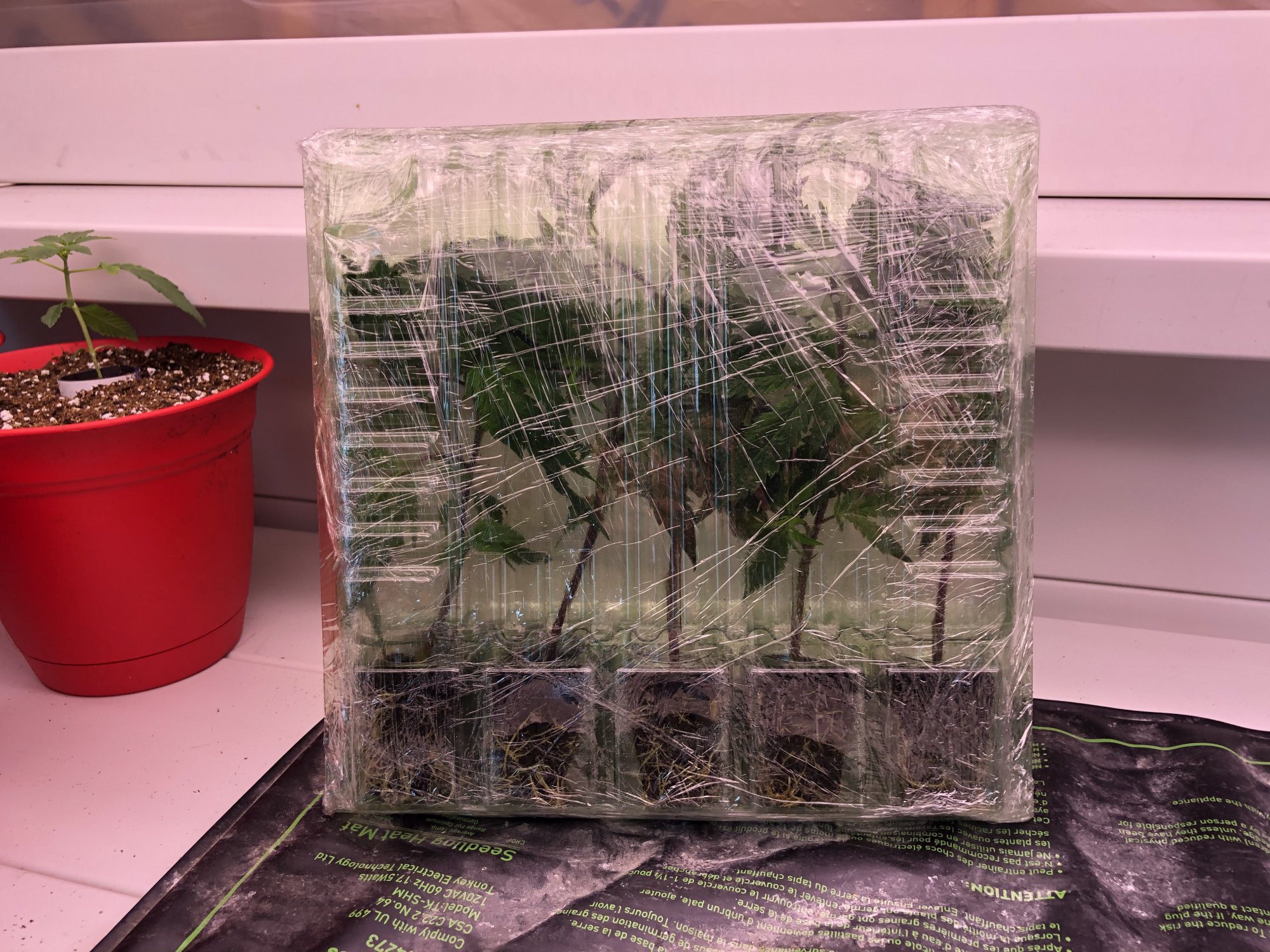 Just received my clones from dookiefarms 2