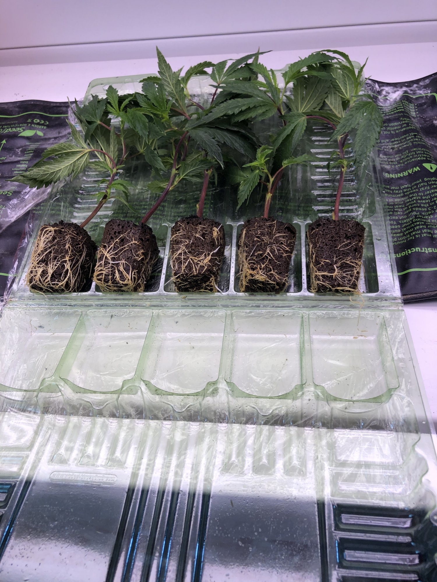 Just received my clones from dookiefarms